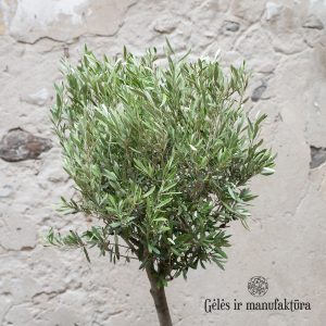 Alyvmedis olea europaea kambarinis augalas medelis olive tree gėlės ir manufaktūra floristai