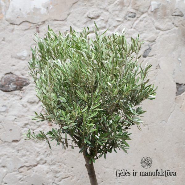 Alyvmedis olea europaea kambarinis augalas medelis olive tree gėlės ir manufaktūra floristai