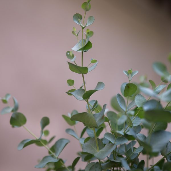 Eukaliptas augalas Eucalyptus gunnii plant geles ir manufaktura flowershop