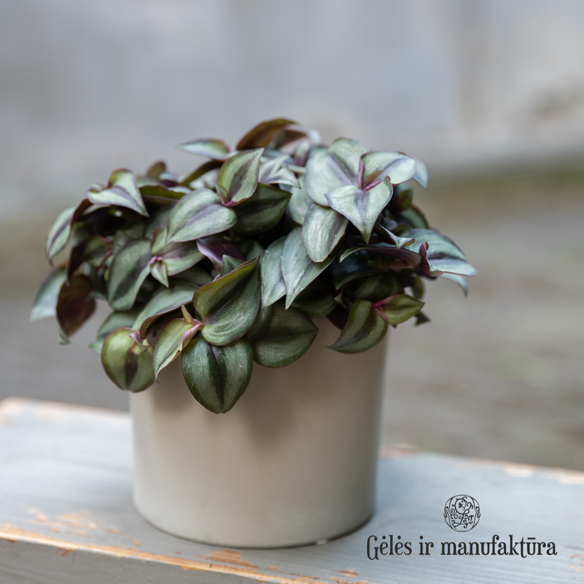 tradeskancija Tradescantia zebrina Violet Hill geles ir manufaktura flowershop