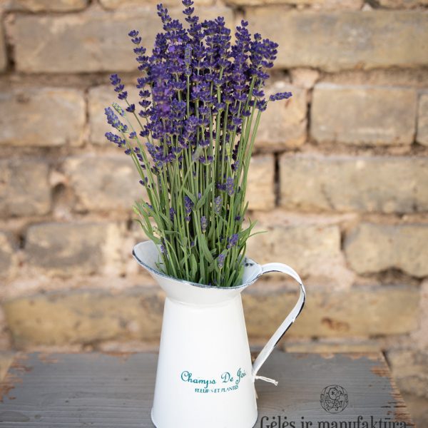 Levanda Lavandula angustifolia lavender flowers geles ir manufaktura flowershop levandos skintos