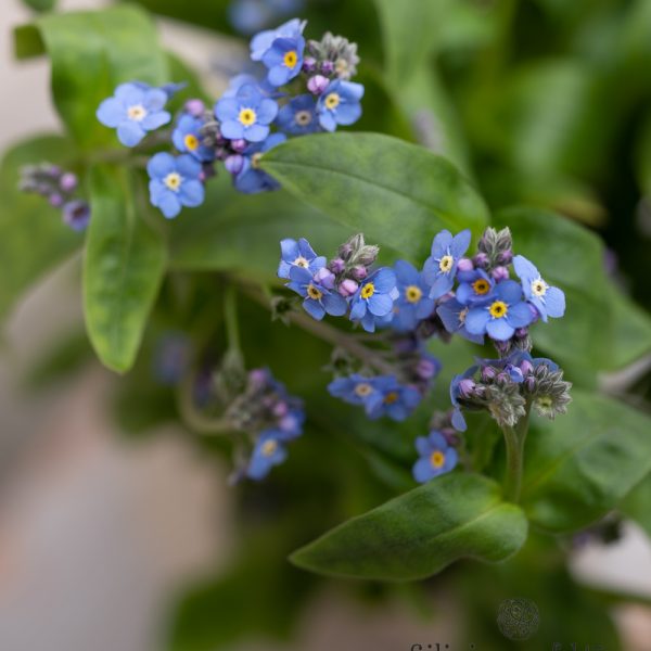 myosotis neužmirštuolės blue flowers flowershop skintos gėlės ir manufaktūra