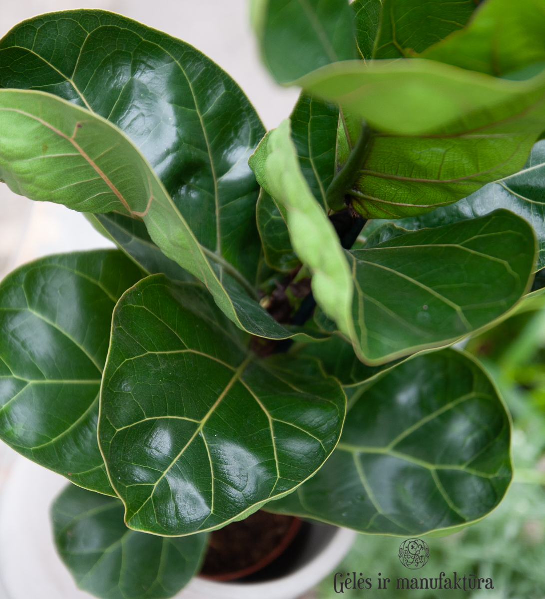 Lyralapis fikusas (Ficus lyrata) - labai atsparus ir elegantiškas lapinis kambarinis augalas - Image 10