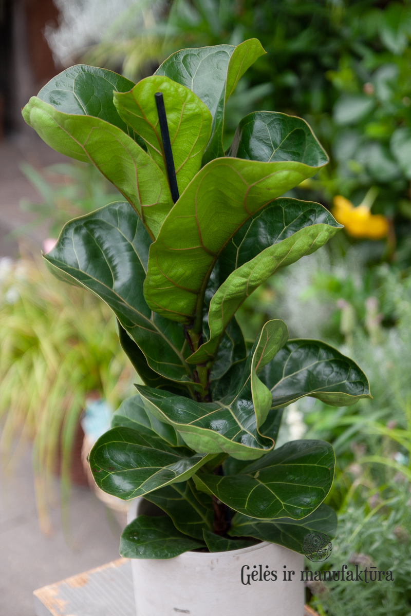 Lyralapis fikusas (Ficus lyrata) - labai atsparus ir elegantiškas lapinis kambarinis augalas - Image 13