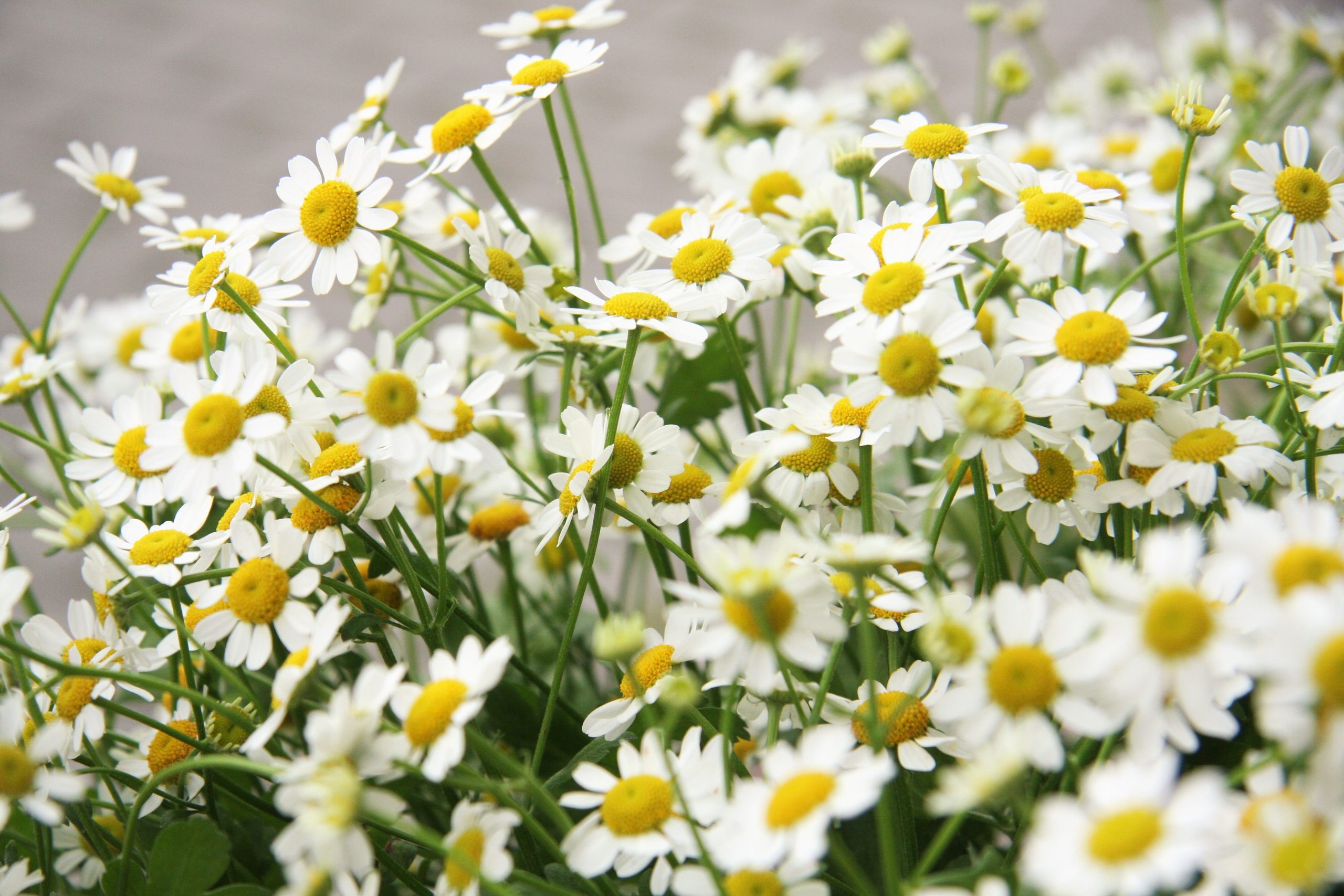 Ramunėlės, smulkios, kvapnios lauko gėlės (Matricaria, Tanacetum parthenium), skintos - Image 7