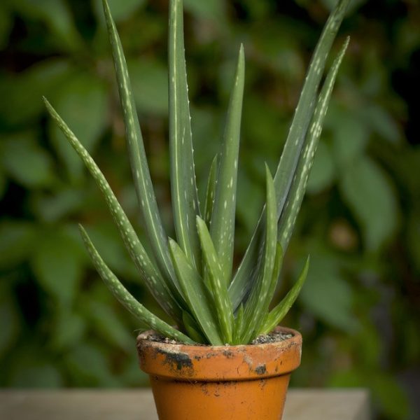 Aloe vera alavijas vaistinis alijošius plants succulents sukulentas gėlės ir manufaktūra