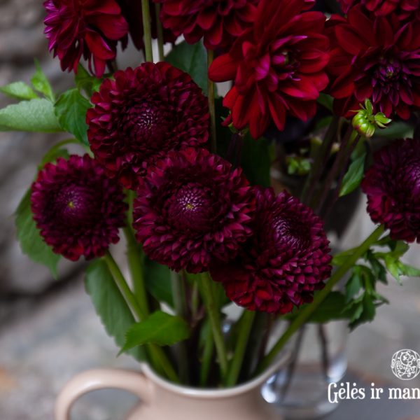 dahlia black barry maverick burgundy bordo jurginai gėlės ir manufaktura flowers
