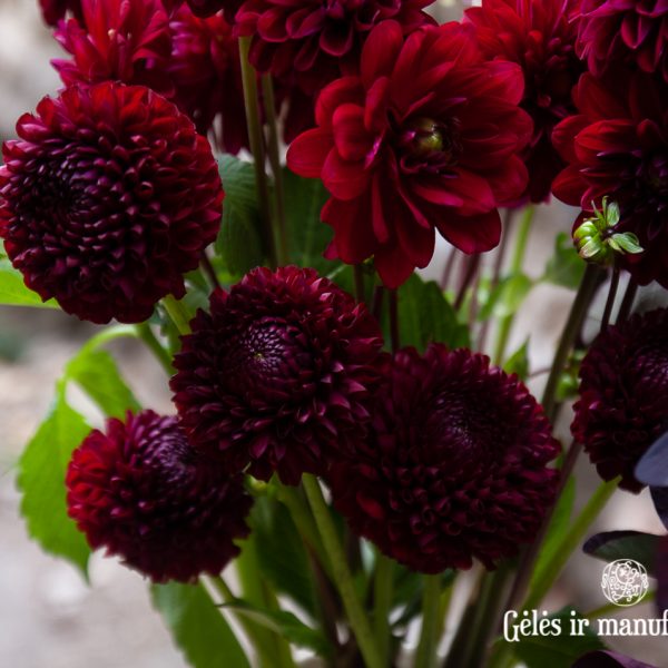dahlia black barry maverick burgundy bordo jurginai gėlės ir manufaktura flowers