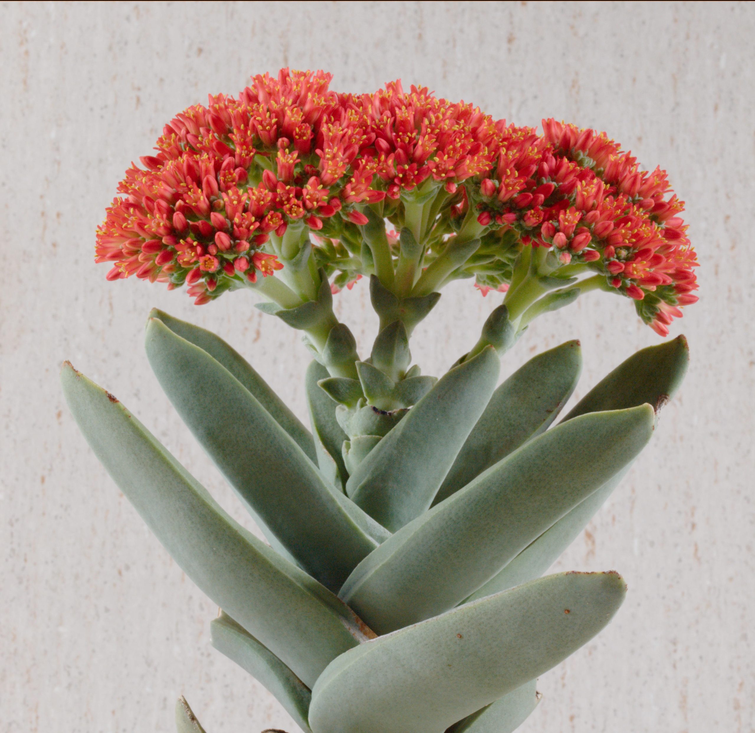 Rochea falcata "bumerangas" (syn. Crassula falcata, 'Boomerang plant')- retas ypatingas storlapis, sukulentas - Image 12