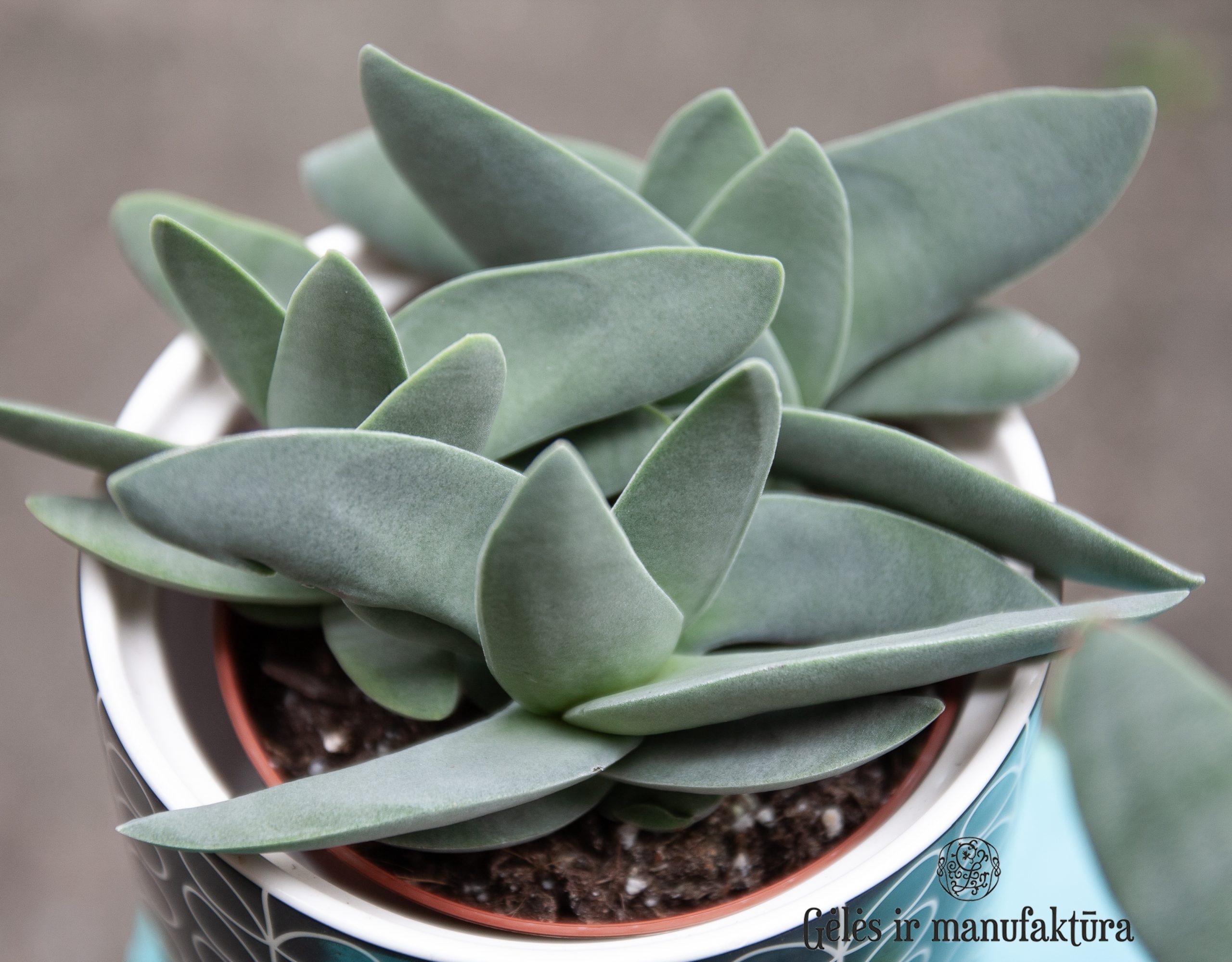 Rochea falcata "bumerangas" (syn. Crassula falcata, 'Boomerang plant')- retas ypatingas storlapis, sukulentas - Image 9