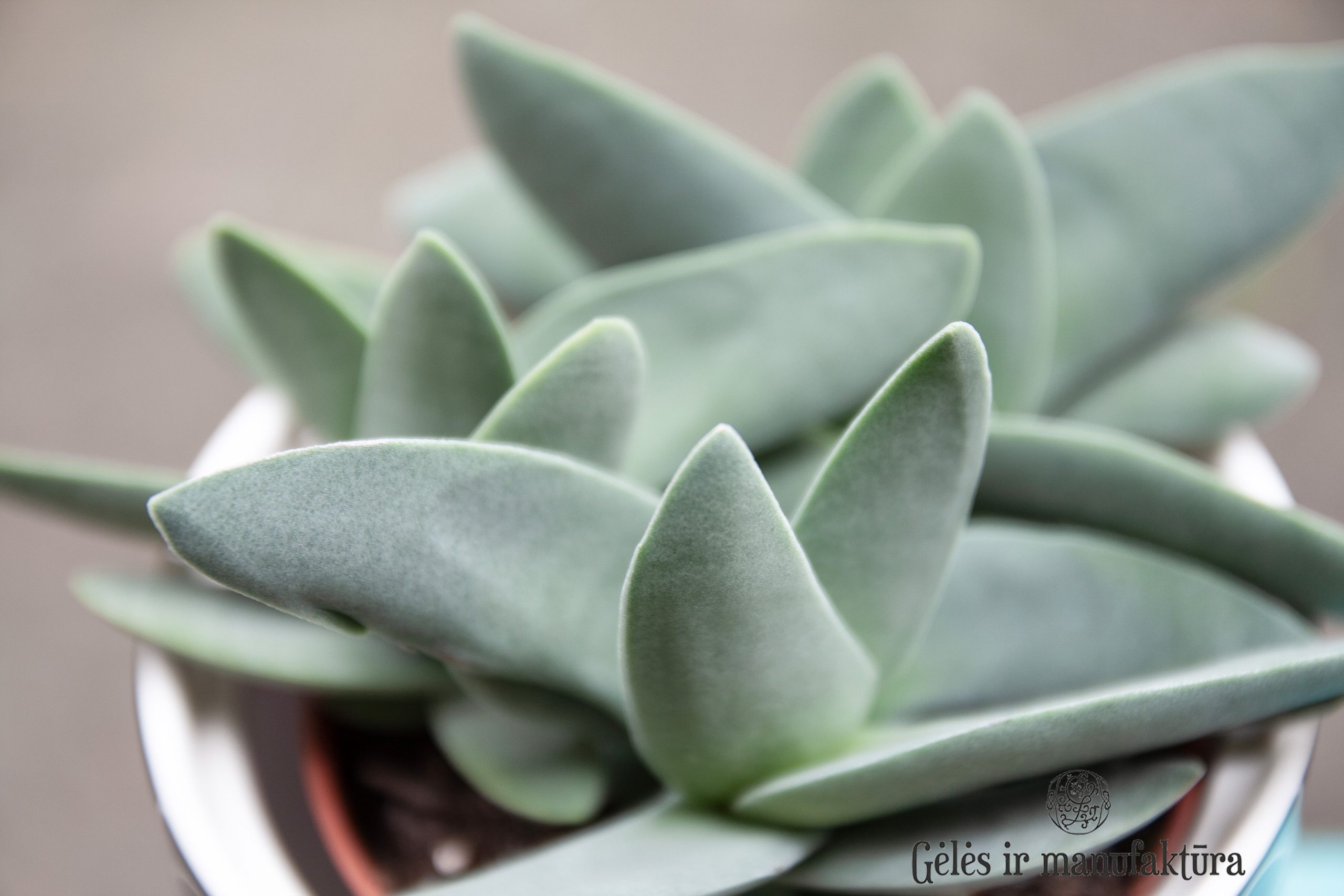 Rochea falcata "bumerangas" (syn. Crassula falcata, 'Boomerang plant')- retas ypatingas storlapis, sukulentas - Image 3