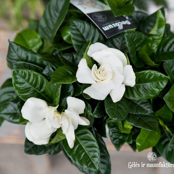 augalas gardenija gardenia jasminoides plant fragrant aromatic kvepianti gėlės ir manufaktūra