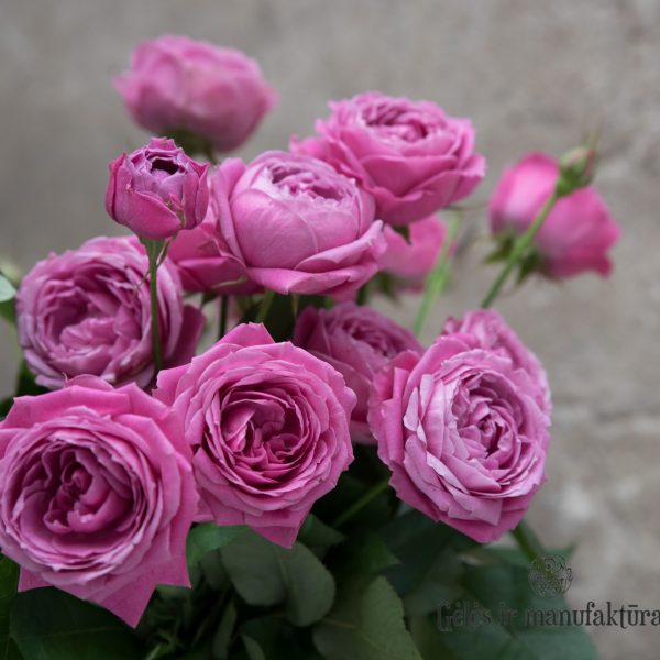 Rosa roses Rožės Misty bubbles flowers gėlės ir manufaktūra