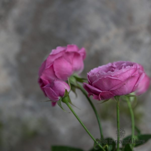 Rosa roses Rožės Misty bubbles flowers gėlės ir manufaktūra
