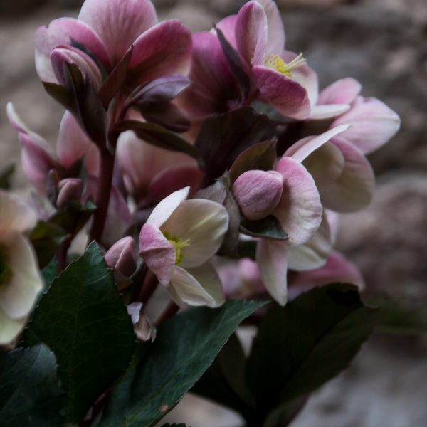 augalas helleborus winter rose plants heleboras gėlės ir manufaktūra flowers čėras eleboras