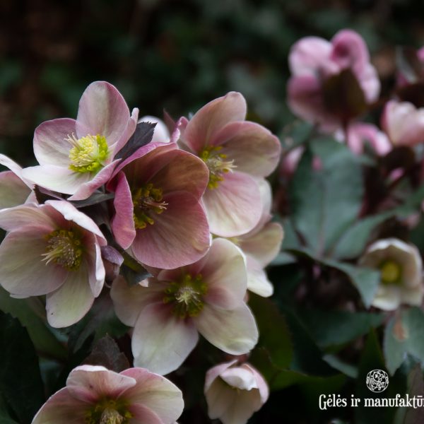 augalas helleborus hellebore winter rose plants heleboras gėlės ir manufaktūra flowers čėras eleboras
