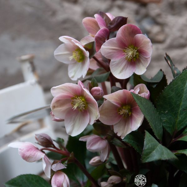 augalas helleborus hellebore winter rose plants heleboras gėlės ir manufaktūra flowers čėras eleboras