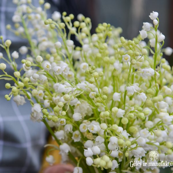 convallaria lily of valley pakalnutės bridal bouquet nuotakos puokštė flowers gėlės vilniuje skintos