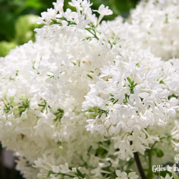 syringa white lilac alyvos baltos gėlės ir manufaktūra