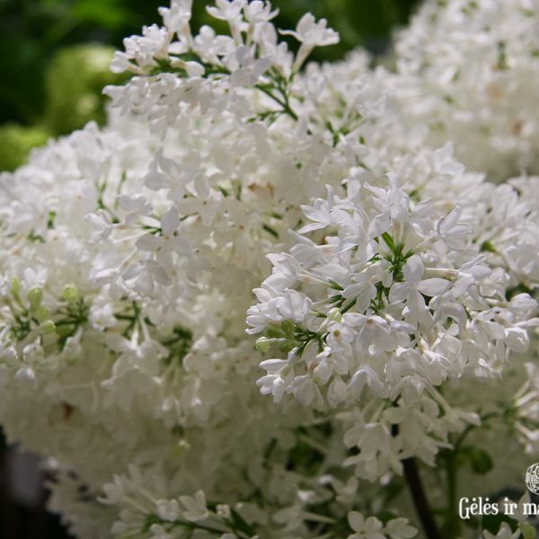 syringa white lilac alyvos baltos gėlės ir manufaktūra