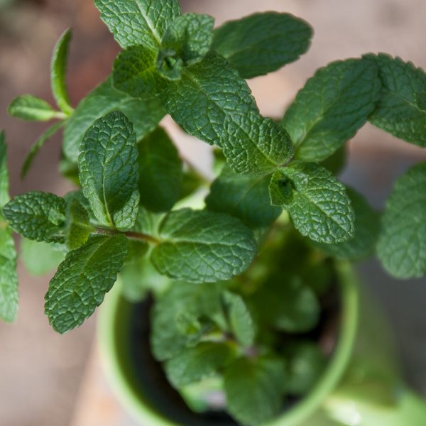 mėta mentha cup mug herbs prieskoninis augalas green gėlės ir manufaktūra augalai plants aromatic