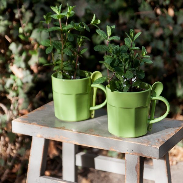 mėta mentha cup mug herbs prieskoninis augalas green gėlės ir manufaktūra augalai plants aromatic