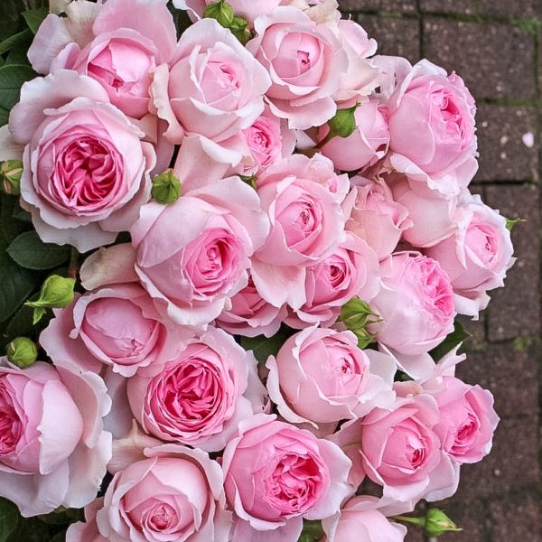 garden rose Wellenspiel sodo bijunine rožė gėlės ir manufaktūra pink