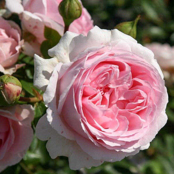 garden rose Wellenspiel sodo bijunine rožė gėlės ir manufaktūra pink