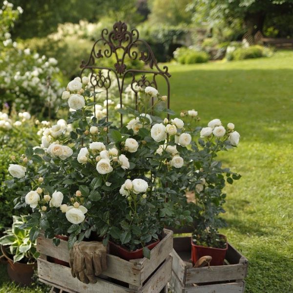 rosa garden rose artemis cluster floribunda white balta sodo rožė augalas gėlės ir manufaktūra