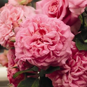 rosa garden rose ashley pink angliško stiliaus sodo rožė english rožių krūmas augalas gėlės ir manufaktūra