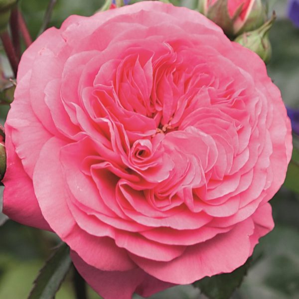 rosa garden rose baronesse english pink angliška sodo rožė augalas rožių krūmas gėlės ir manufaktūra augalai