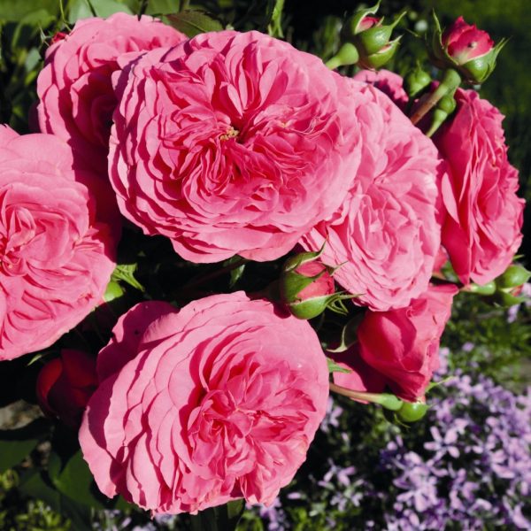 rosa garden rose baronesse english pink angliška sodo rožė augalas rožių krūmas gėlės ir manufaktūra augalai