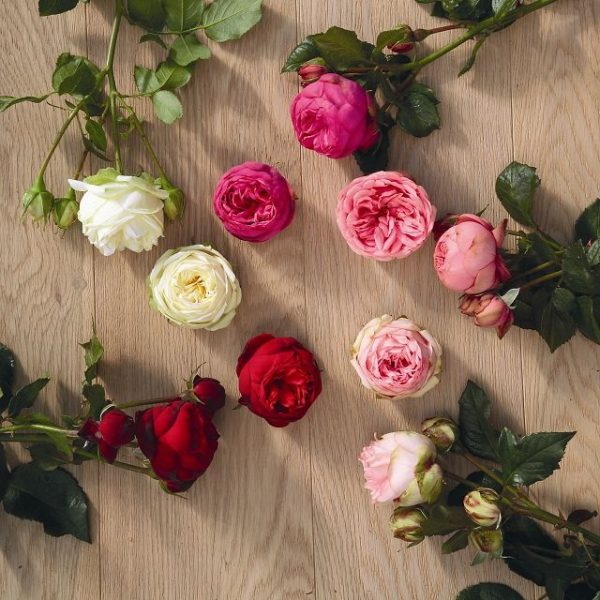rosa garden rose charming bridal piano bijūninė sodo rožė rožinė pompon augalas rožių krūmas pink gėlės ir manufaktūra