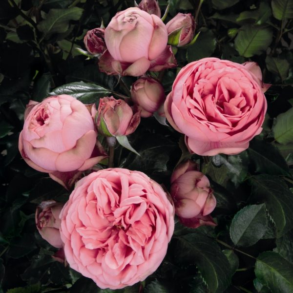 rosa garden rose happy piano bijūninė sodo rožė rožinė pompon augalas rožių krūmas pink gėlės ir manufaktūra
