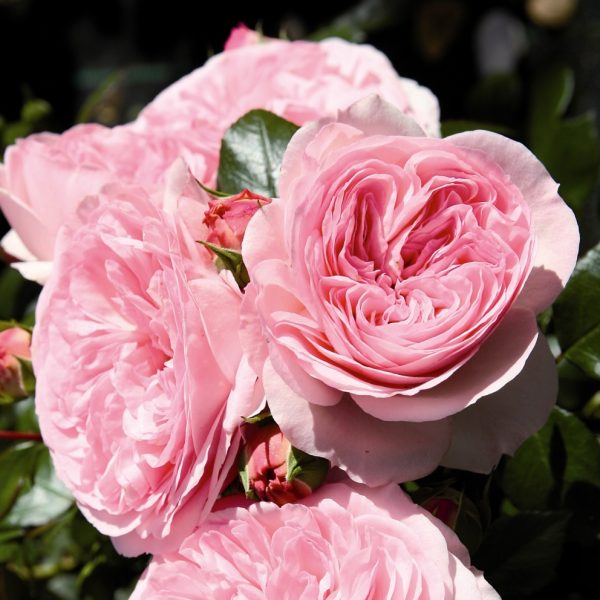 rosa garden rose mariatheresia english cluster angliška sodo rožė augalas rožių krūmas gėlės ir manufaktūra augalai