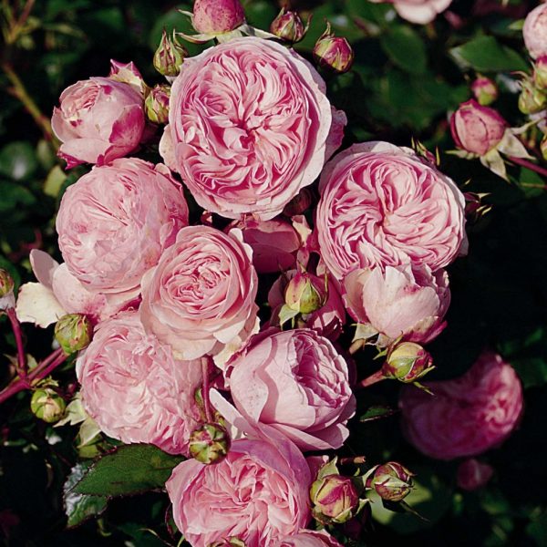 rosa garden rose mariatheresia english cluster angliška sodo rožė augalas rožių krūmas gėlės ir manufaktūra augalai