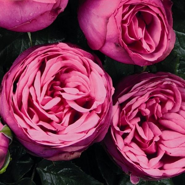 rosa garden rose pink piano bijūninė sodo rožė rožinė pompon rožių krūmas gėlės ir manufaktūra