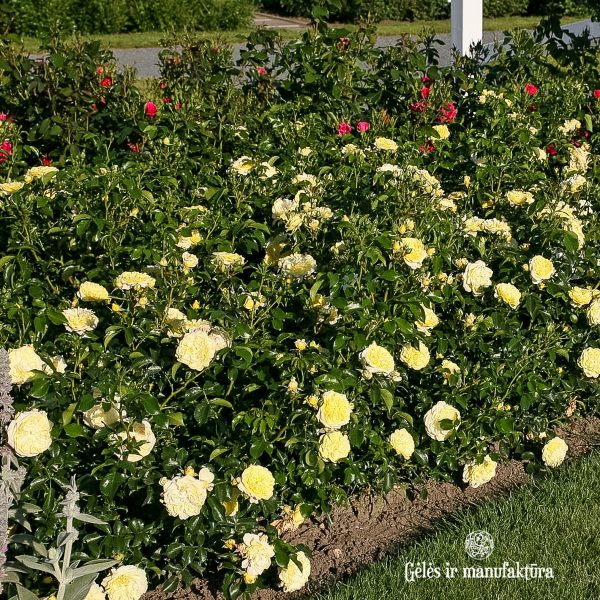 Solero pompon garden rose floribunda yellow geltona bijūninė sodo gėlės ir manufaktūra