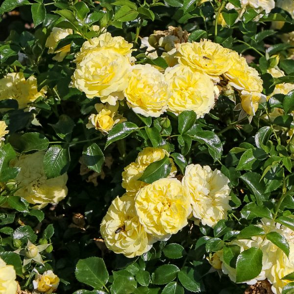 Solero pompon garden rose floribunda yellow geltona bijūninė sodo gėlės ir manufaktūra