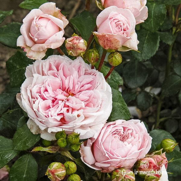 cinderella garden rose sodo bijūninė rožė gėlės ir manufaktūra
