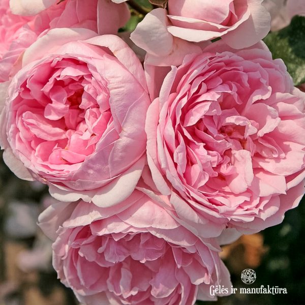 cinderella garden rose sodo bijūninė rožė gėlės ir manufaktūra