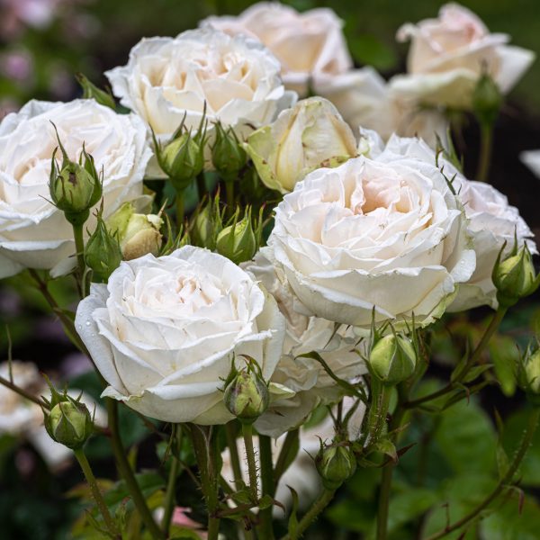 garden roses fragrant Madame Anisette Parfuma rosa sodo rožė bijūninė kvepianti gėlės ir manufaktūra