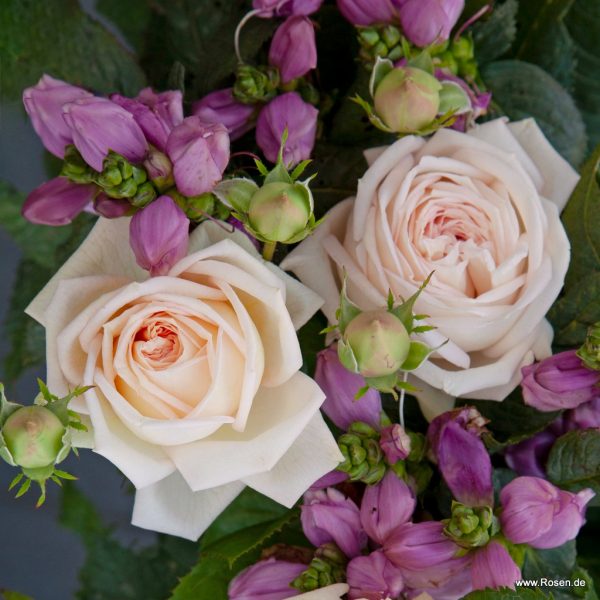 garden roses fragrant Madame Anisette Parfuma rosa sodo rožė bijūninė kvepianti gėlės ir manufaktūra