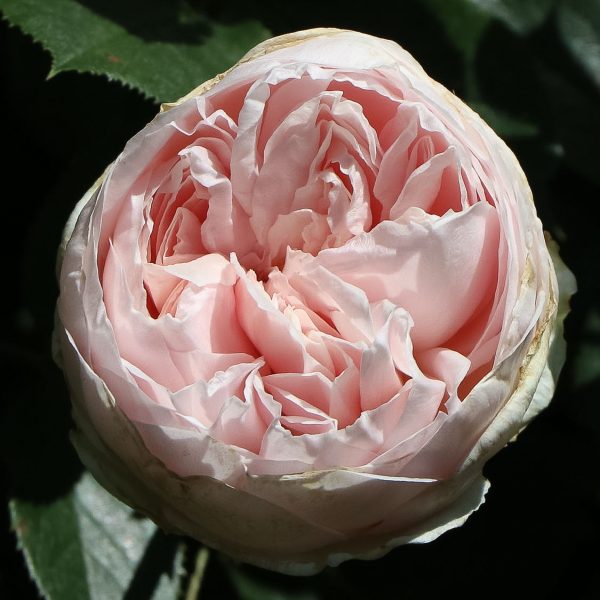 herzogin christiana garden rose sodo bijūninė rožė gėlės ir manufaktūra
