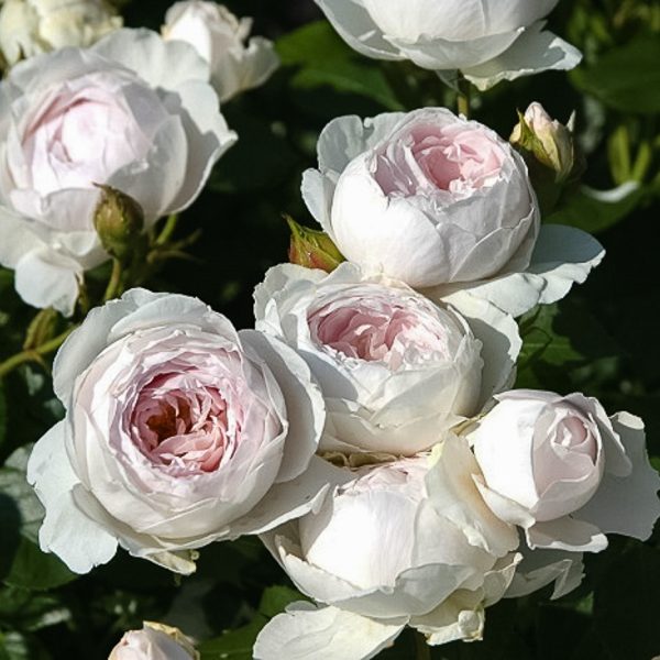 herzogin christiana garden rose sodo bijūninė rožė gėlės ir manufaktūra
