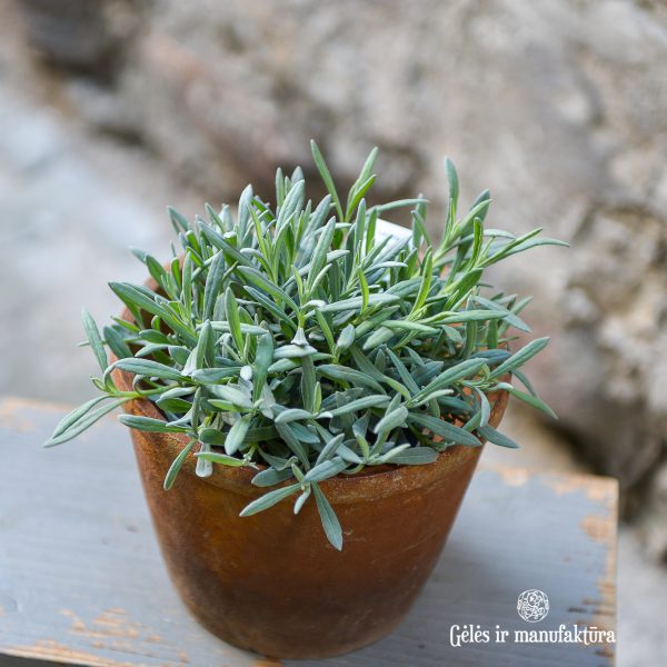 lavandula angustifolia levanda vaistinė lavendel lavande plants perennial augalas gėlės ir manufaktūra