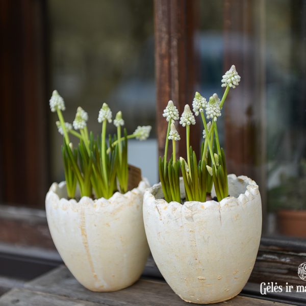 muscari easter plants pot arrangement narcizai vazonas augalas spring pavasaris velykos gėlės ir manufaktūra