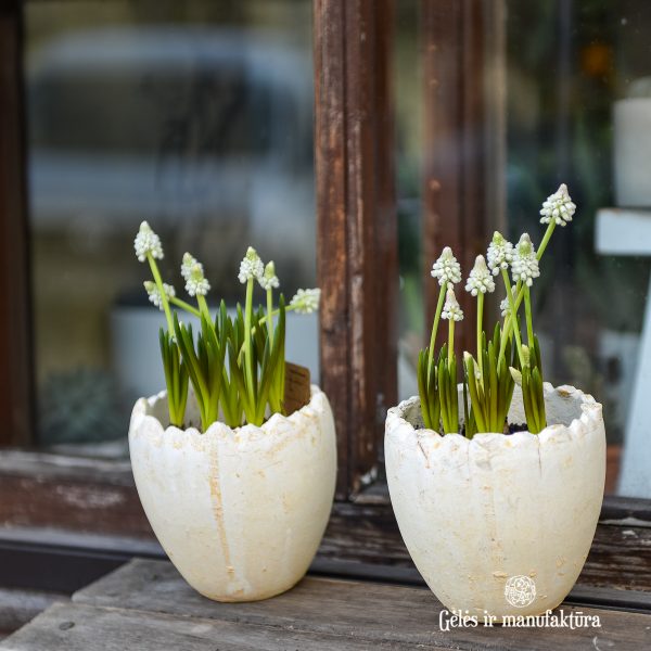 muscari easter plants pot arrangement narcizai vazonas augalas spring pavasaris velykos gėlės ir manufaktūra