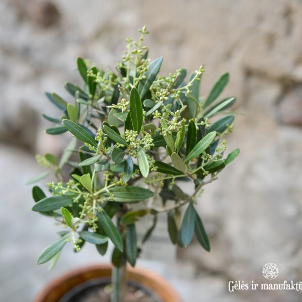 olea europaea olive tree alyvmedis plants perennial augalas gėlės ir manufaktūra