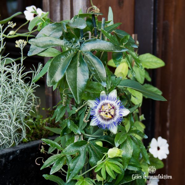 passiflora caerulea pasiflora augalas plants gėlės ir manufaktūra